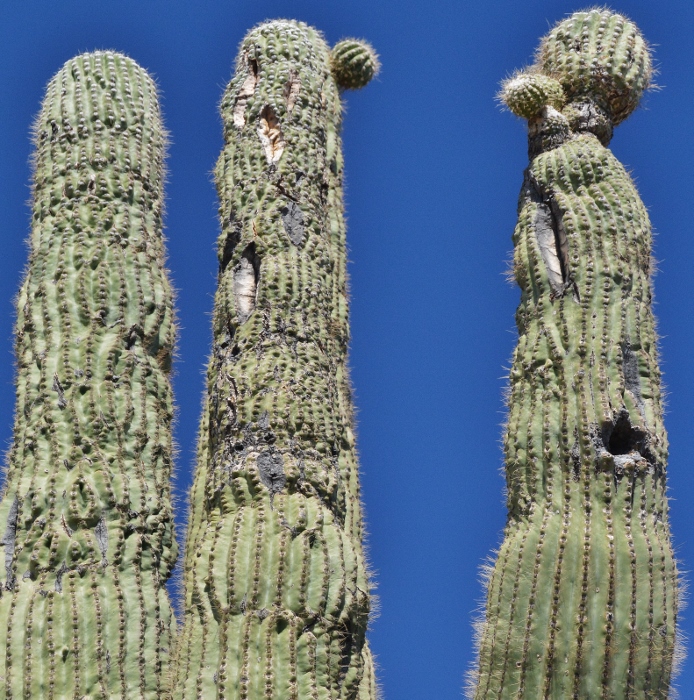 saguaro closeup